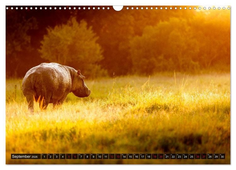 Produktbild: Safari Afrika (Wandkalender 2026 DIN A3 quer), CALVENDO Monatskalender