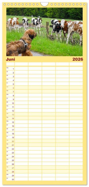 Produktbild: Familienplaner 2026 - Der Briard - Ein echter Charmeur mit 5 Spalten (Wandkalender, 21 x 45 cm) CALVENDO