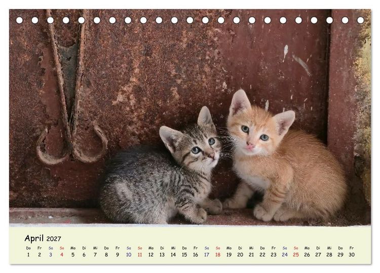 Produktbild: MarokkoCats (Tischkalender 2027 DIN A5 quer), CALVENDO Monatskalender