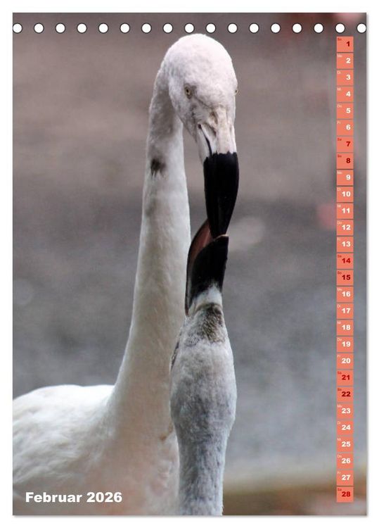 Produktbild: Rosarote Flamingo (Tischkalender 2026 DIN A5 hoch), CALVENDO Monatskalender
