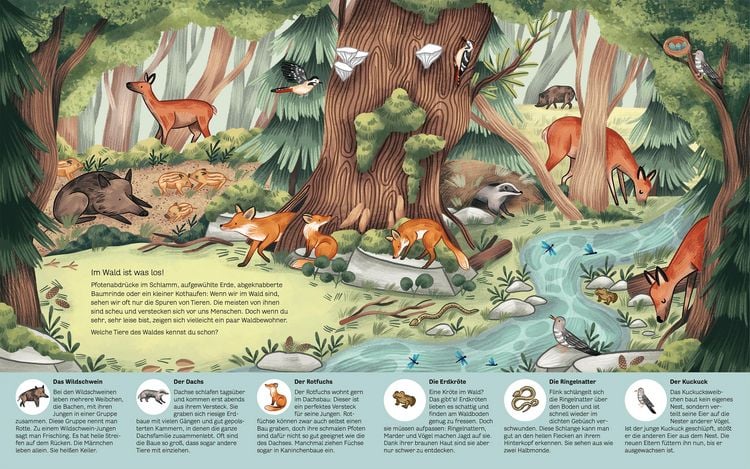 Produktbild: Kleine Geheimnisse der Natur - Wald und Wiese