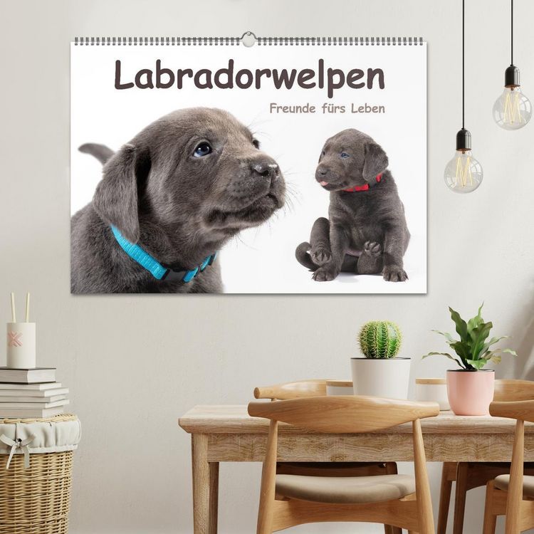 Produktbild: Labradorwelpen - Freunde f&uuml;rs Leben (Wandkalender 2026 DIN A2 quer), CALVENDO Monatskalender