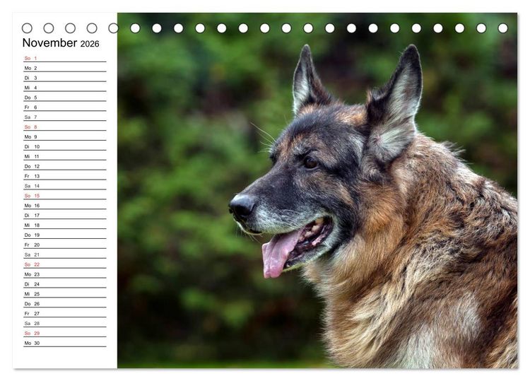 Produktbild: Deutsche Sch&auml;ferhunde - Liebenswerte Graunasen (Tischkalender 2026 DIN A5 quer), CALVENDO Monatskalender