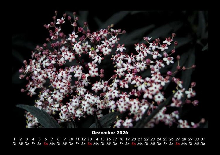 Produktbild: Blumenzauber 2026 Fotokalender DIN A3