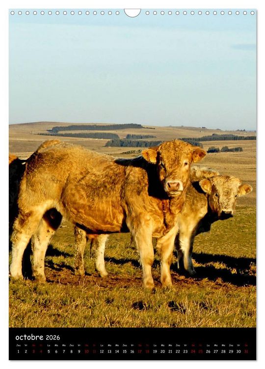 Produktbild: Vaches d'Aubrac (Calendrier mural 2026 DIN A3 horizontal), CALVENDO calendrier mensuel
