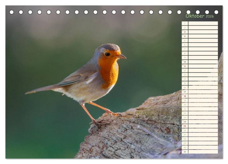 Produktbild: Gefiederte Sch&ouml;nheiten - Das Rotkehlchen / Planer (Tischkalender 2026 DIN A5 quer), CALVENDO Monatskalender