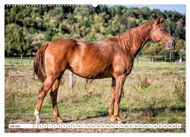 Produktbild: Durch das Jahr mit der Trakehner-Stute Fleur (Wandkalender 2026 DIN A2 quer), CALVENDO Monatskalender