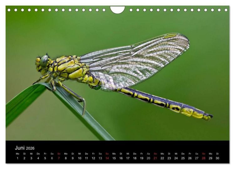 Produktbild: Libellen im Ried (Wandkalender 2026 DIN A4 quer), CALVENDO Monatskalender