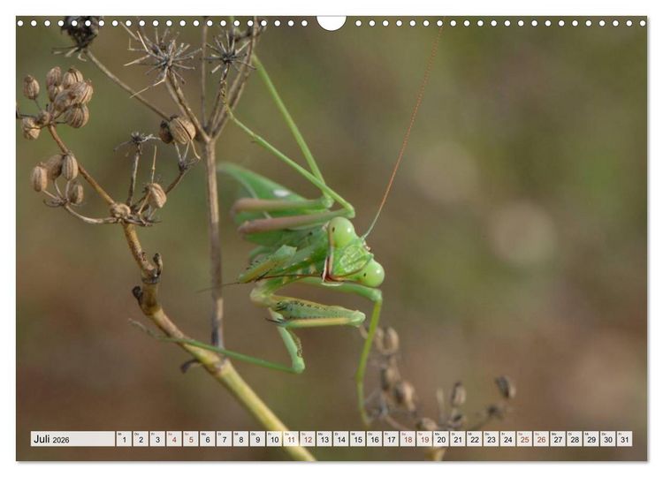 Produktbild: INSEKTEN GANZ NAHE (Wandkalender 2026 DIN A3 quer), CALVENDO Monatskalender