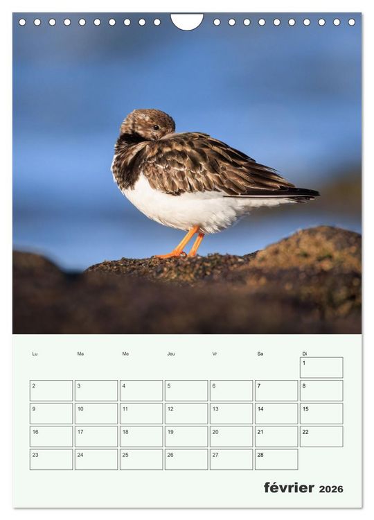 Produktbild: Le monde intime des oiseaux (Calendrier mural 2026 DIN A4 horizontal), CALVENDO calendrier mensuel