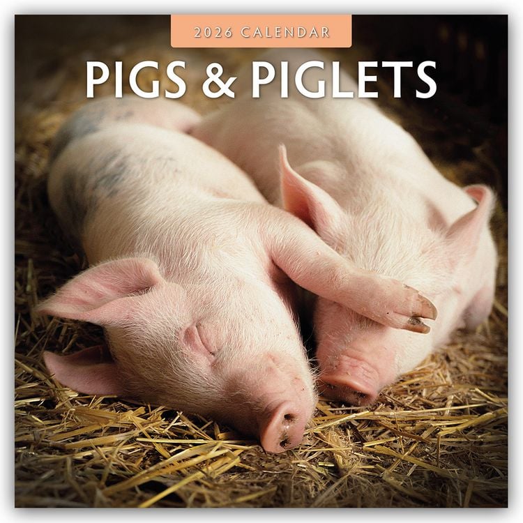 Produktbild: Pigs & Piglets – Schweine & Ferkel 2026 – 16-Monatskalender