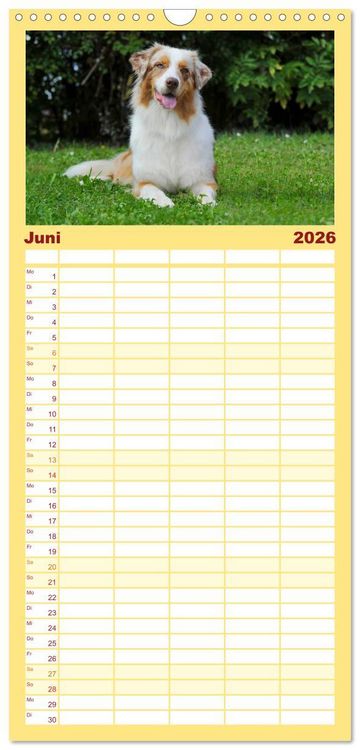 Produktbild: Familienplaner 2026 - Bekannt wie ein bunter Hund. Australian Shepherd mit 5 Spalten (Wandkalender, 21 x 45 cm) CALVENDO