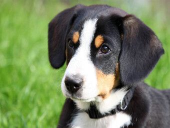 Produktbild: CALVENDO Puzzle Entlebucher Sennenhund Welpe | 1000 Teile Lege-Gr&ouml;&szlig;e 64x48cm Foto-Puzzle f&uuml;r gl&uuml;ckliche Stunden