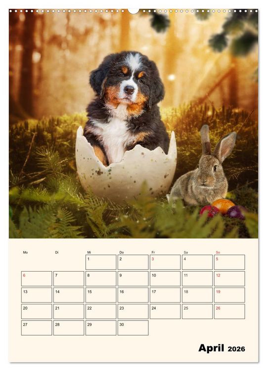 Produktbild: Traumhaft sch&ouml;n - Der Berner Sennenhund (Wandkalender 2026 DIN A2 hoch), CALVENDO Monatskalender