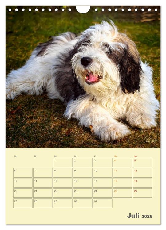 Produktbild: PON-Welpen - jeder Tag ein gro&szlig;es Abenteuer / Planer (Wandkalender 2026 DIN A4 hoch), CALVENDO Monatskalender