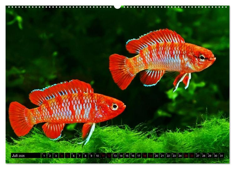 Produktbild: Beliebte Fische der Welt (Wandkalender 2026 DIN A2 quer), CALVENDO Monatskalender
