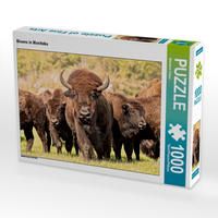 Produktbild: CALVENDO Puzzle Bisons in Manitoba 1000 Teile Lege-Gr&ouml;&szlig;e 64 x 48 cm Foto-Puzzle Bild von Marianne Drews