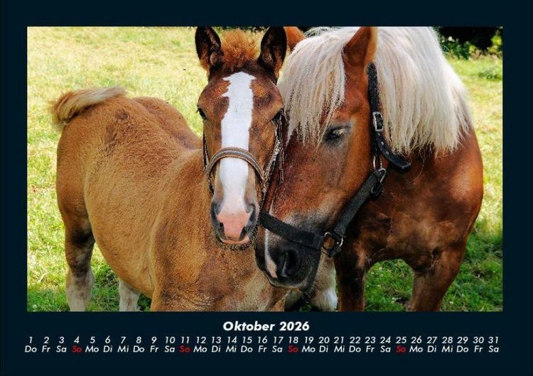 Produktbild: Die Welt der Pferde 2026 Fotokalender DIN A4