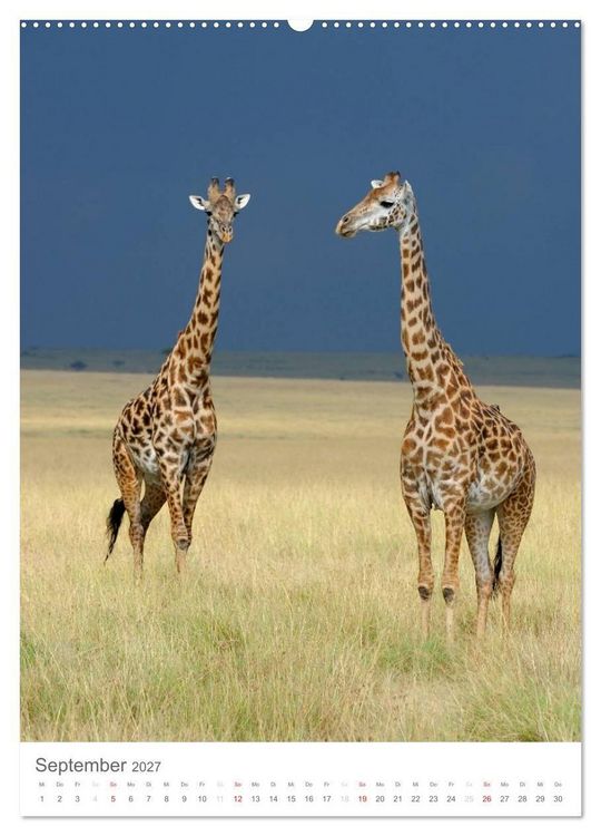 Produktbild: Magie des Augenblicks - Giraffen - Riesen der Savanne (Wandkalender 2027 DIN A2 hoch), CALVENDO Monatskalender