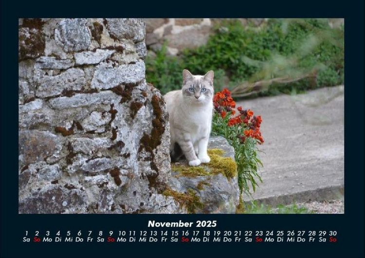Produktbild: F&uuml;r Katzenfreunde 2025 Fotokalender DIN A4