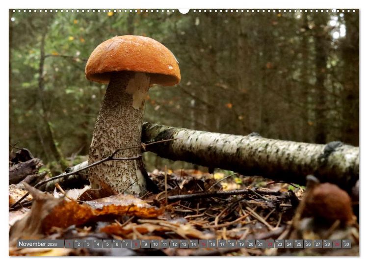 Produktbild: PILZE IM WALD (hochwertiger Premium Wandkalender 2026 DIN A2 quer), Kunstdruck in Hochglanz