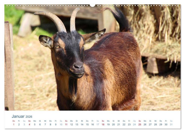 Produktbild: Tierisches Leben auf dem Bauernhof 2026 (Wandkalender 2026 DIN A2 quer), CALVENDO Monatskalender