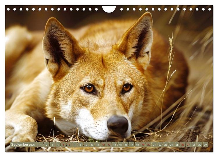 Produktbild: Die wilden Hunde (Wandkalender 2026 DIN A4 quer), CALVENDO Monatskalender