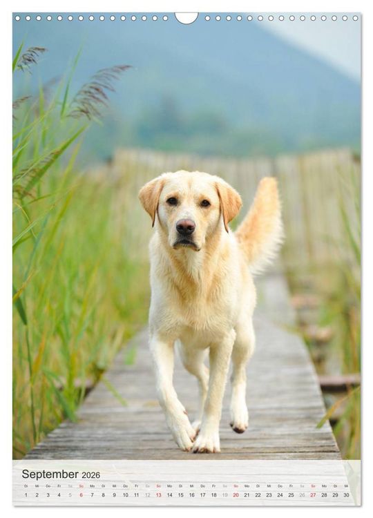 Produktbild: Hundepers&ouml;nlichkeiten (Wandkalender 2026 DIN A3 hoch), CALVENDO Monatskalender