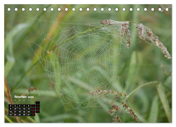 Produktbild: Araign&eacute;es et insectes (Calendrier de bureau 2026 DIN A5 vertical), CALVENDO calendrier mensuel