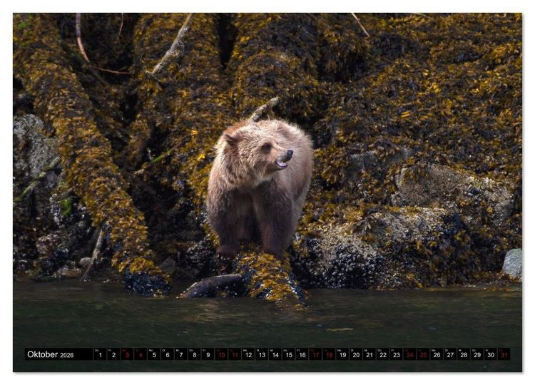 Produktbild: Grizzlys und Geisterb&auml;ren - Glendale Cove, Kanada (hochwertiger Premium Wandkalender 2026 DIN A2 quer), Kunstdruck in Hochglanz