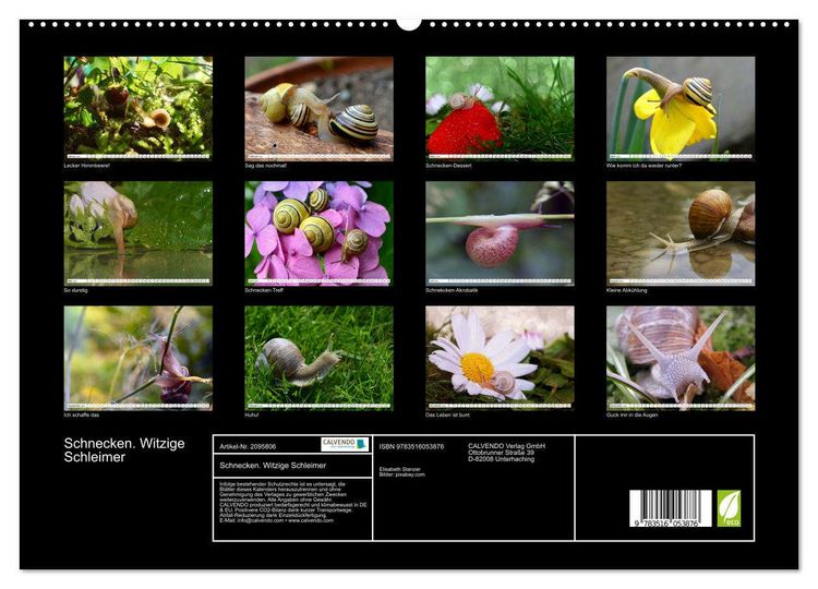 Produktbild: Schnecken. Witzige Schleimer (hochwertiger Premium Wandkalender 2026 DIN A2 quer), Kunstdruck in Hochglanz