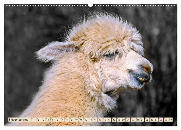Produktbild: Alpaka Gesichter (Wandkalender 2026 DIN A2 quer), CALVENDO Monatskalender