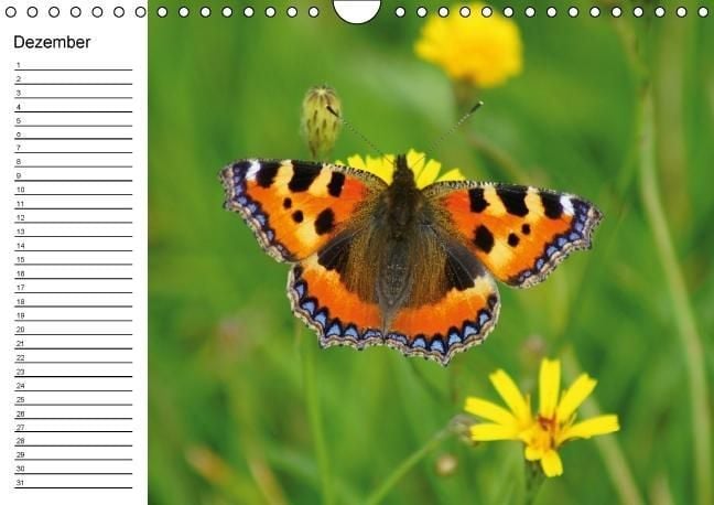 Produktbild: Heimische Schmetterlinge / Geburtstagskalender (Wandkalender immerw&auml;hrend DIN A4 quer)