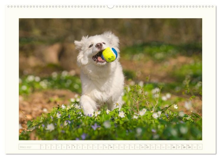 Produktbild: Kleine Islandhunde entdecken die Welt (hochwertiger Premium Wandkalender 2027 DIN A2 quer), Kunstdruck in Hochglanz