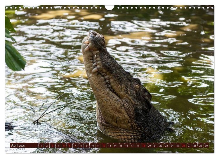 Produktbild: Afrikas wilde Sch&ouml;nheiten (Wandkalender 2026 DIN A3 quer), CALVENDO Monatskalender