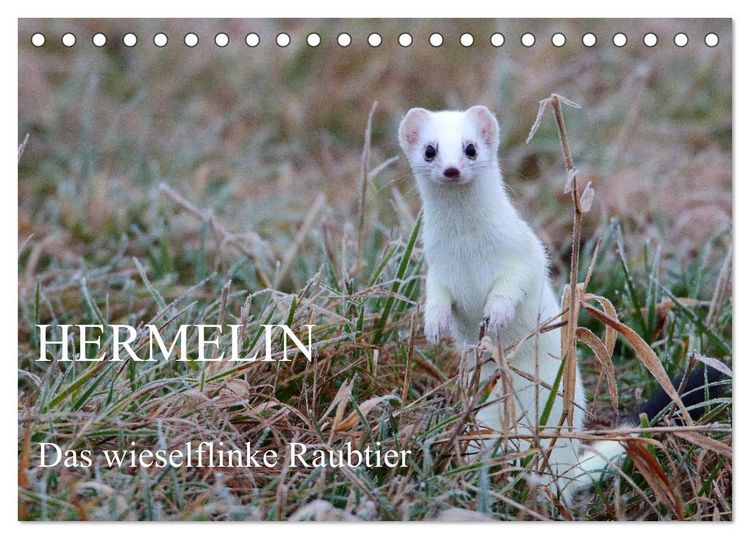 Produktbild: Hermelin - das wieselflinke Raubtier (Tischkalender 2026 DIN A5 quer), CALVENDO Monatskalender