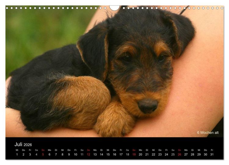 Produktbild: Airedale Terrier Welpen (Wandkalender 2026 DIN A3 quer), CALVENDO Monatskalender