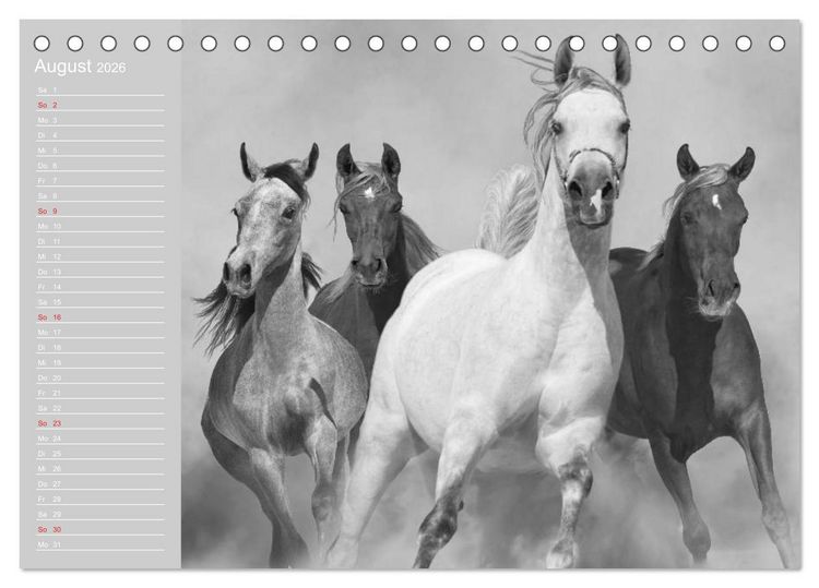 Produktbild: Arabische Pferde (Tischkalender 2026 DIN A5 quer), CALVENDO Monatskalender