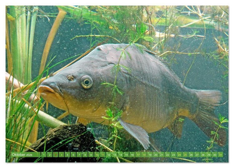 Produktbild: Forelle, Hecht und St&ouml;r: Fische in europ&auml;ischen Gew&auml;ssern (Tischkalender 2026 DIN A5 quer), CALVENDO Monatskalender
