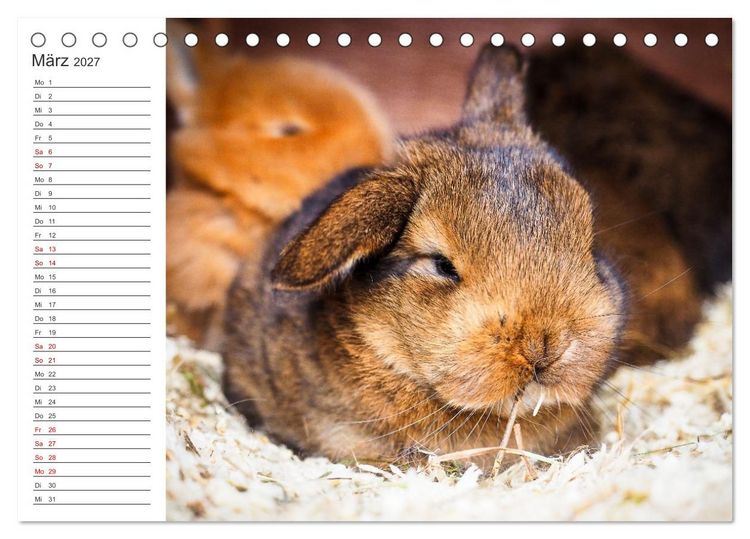 Produktbild: Eine gl&uuml;ckliche Kaninchenfamilie (Tischkalender 2027 DIN A5 quer), CALVENDO Monatskalender