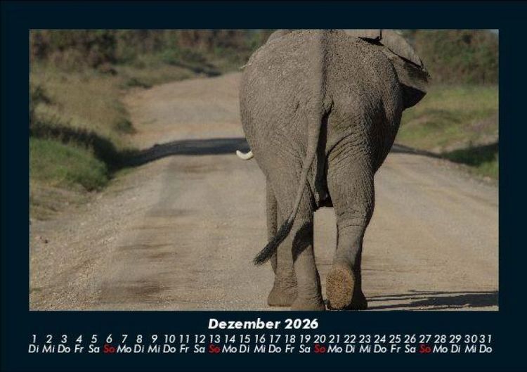 Produktbild: Der Elefantenkalender 2026 Fotokalender DIN A5