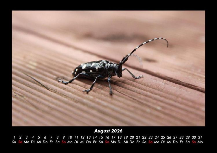 Produktbild: Waldbewohner 2026 Fotokalender DIN A3