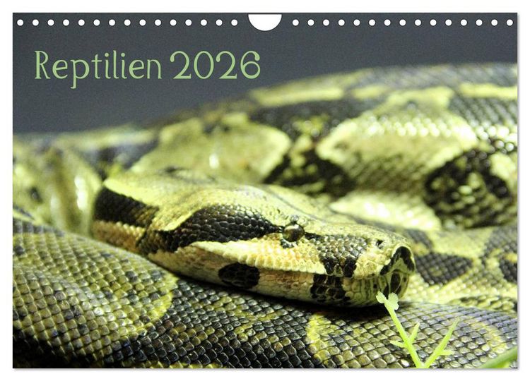 Produktbild: Reptilien 2026 (Wandkalender 2026 DIN A4 quer), CALVENDO Monatskalender