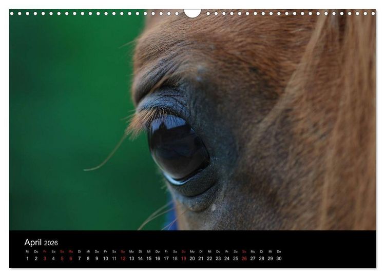Produktbild: Pferdekalender (Wandkalender 2026 DIN A3 quer), CALVENDO Monatskalender