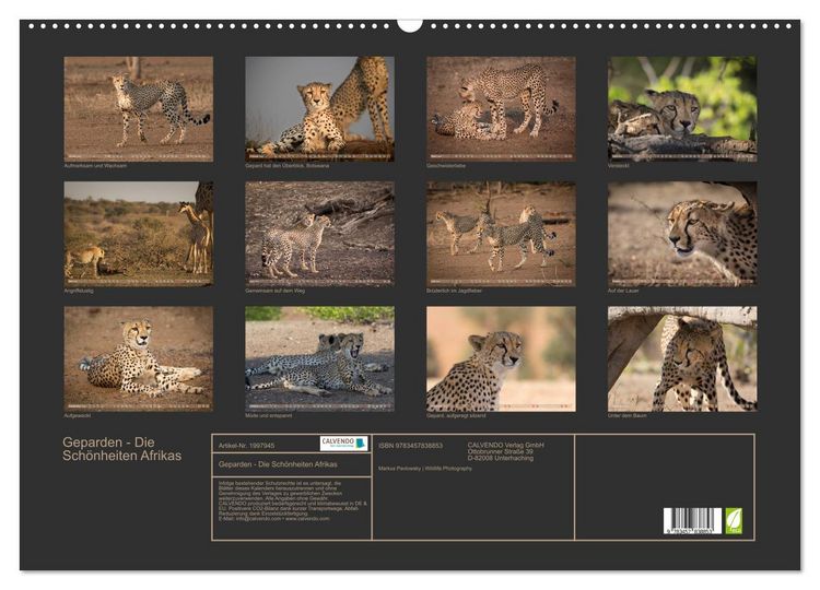 Produktbild: Geparden - Die Sch&ouml;nheiten Afrikas (Wandkalender 2026 DIN A2 quer), CALVENDO Monatskalender