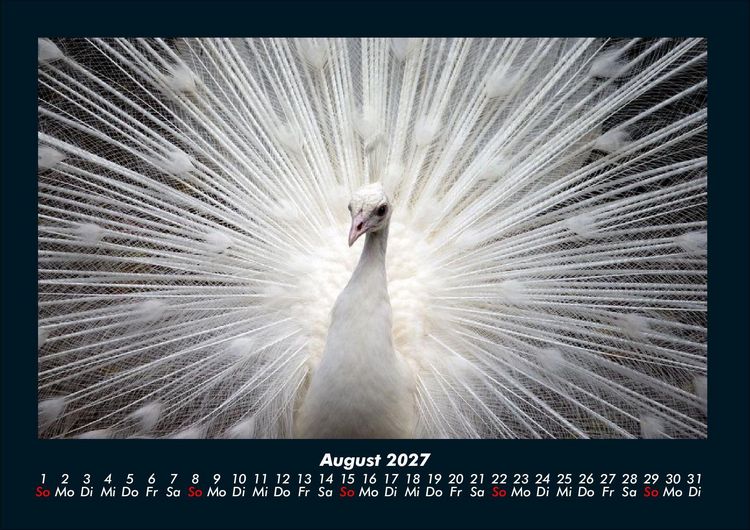 Produktbild: V&ouml;gel 2027 Fotokalender DIN A4