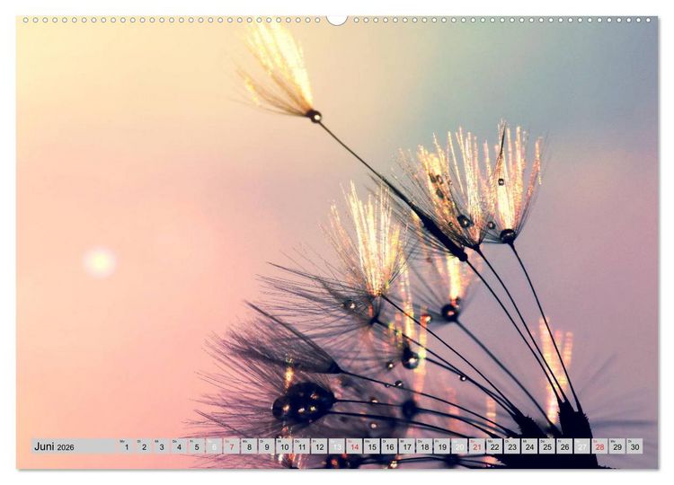 Produktbild: PusteblumenZauber (hochwertiger Premium Wandkalender 2026 DIN A2 quer), Kunstdruck in Hochglanz