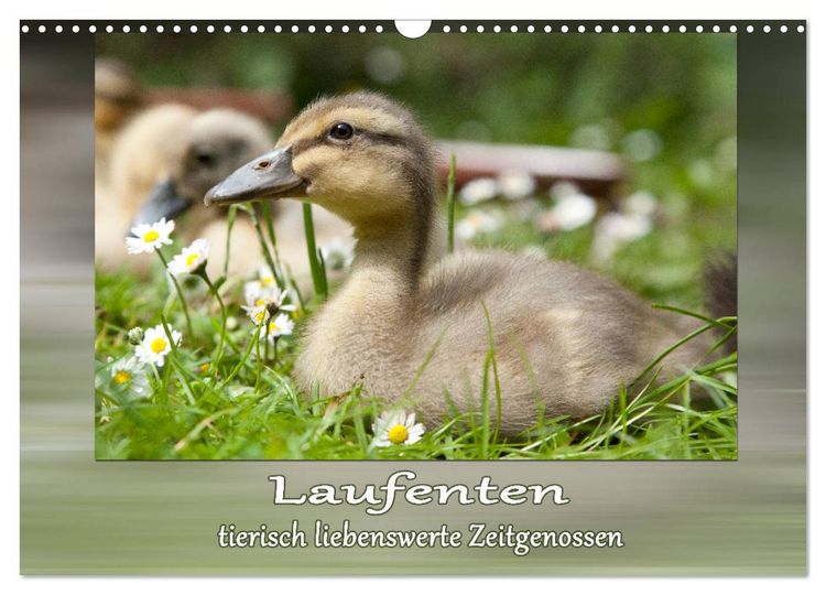 Produktbild: Laufenten - tierisch liebenswerte Zeitgenossen (Wandkalender 2026 DIN A3 quer), CALVENDO Monatskalender