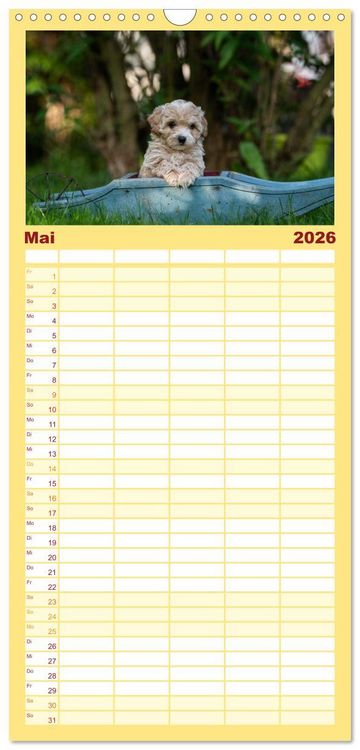 Produktbild: Familienplaner 2026 - Maltipoo Welpen mit 5 Spalten (Wandkalender, 21 x 45 cm) CALVENDO