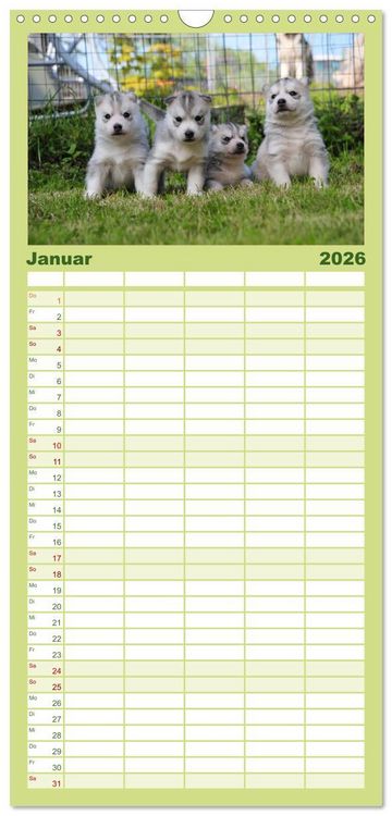Produktbild: Familienplaner 2026 - Husky Welpen mit 5 Spalten (Wandkalender, 21 x 45 cm) CALVENDO